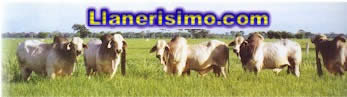 Musica Llanera, Toros Coleado, Comunidad Llanera, Rodeo, Western, Llanerisimo, Llano, Sabana, Quirpa, Caballo Viejo, Rucio Moro, Caballo, Bovino, Hacienda, Finca, Conuco, Feria, Patronales, Semeruco, Laguna.